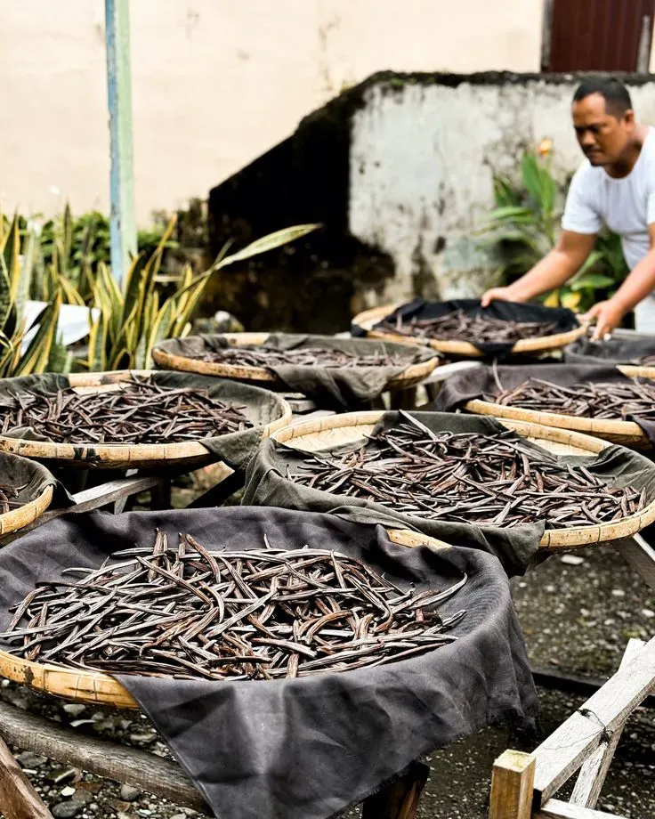 Plantation d'épices MCP à Madagascar — vanille bourbon et girofle